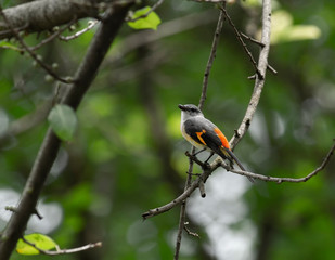 Small minivet. The small minivet is 16 cm long with a strong dark beak and long wings. The male differs from most other common minivets by having grey, not glossy black, upperparts and head, and orang