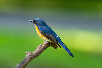 Hill blue flycatcher The hill blue flycatcher is a species of bird in the family Muscicapidae. It is found in southern China and Southeast Asia