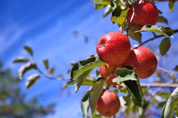 Apple and apple tree on the farm.(Fushoushan Farm in Taichung,Taiwan)