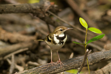 Forest wagtail.The forest wagtail is a medium-sized passerine bird in the wagtail family Motacillidae. It has a distinctive plumage that sets it apart from other wagtails and has the habit of wagging 