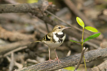 Forest wagtail The forest wagtail is a medium-sized passerine bird in the wagtail family Motacillidae. It has a distinctive plumage that sets it apart from other wagtails and has the habit of wagging 
