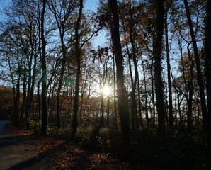 Straße Weg Herbst Laub