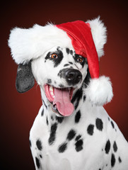 Dalmatian portrait in Santa hat on red background