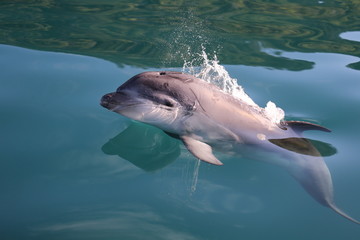 Baby Dolphin jumping 2