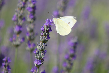 White butterfly closeup
