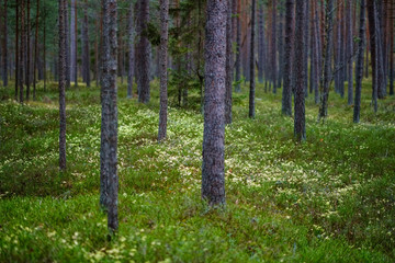 dark foliage on the forest floor in autumn