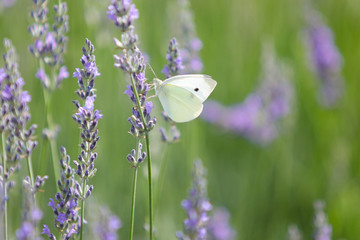 White butterfly closeup