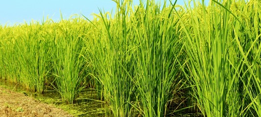 Obraz premium 稲 田 田舎 とちぎ