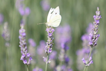 White butterfly closeup