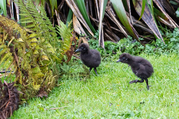 New Zealand Weka Chicks