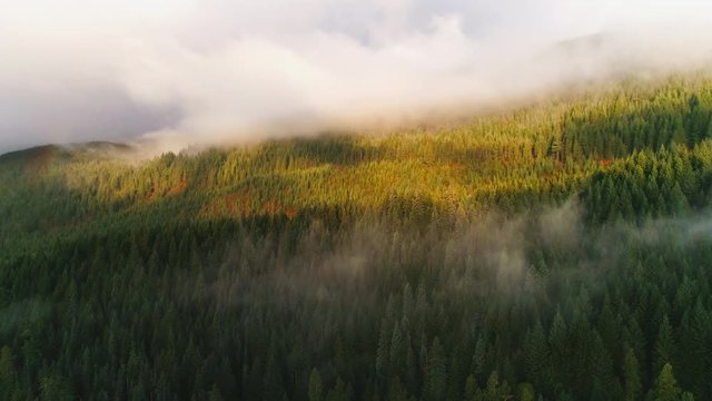 Flying over foggy forest as the sunrises lighting the tree tops in Oregon.