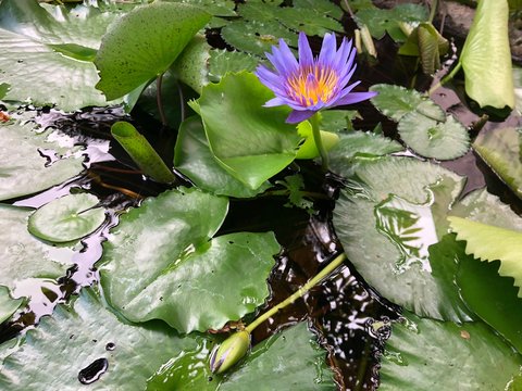 A Beautiful water Lilly