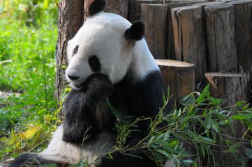 Obraz na płótnie Canvas giant panda eating bamboo