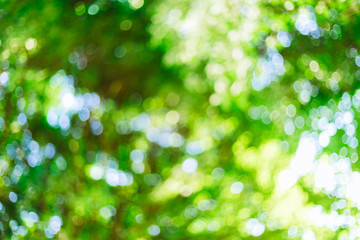 Fototapeta premium green bokeh background with circles. Summer abstract theme.