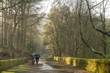 People cycling through the woods on a misty morning