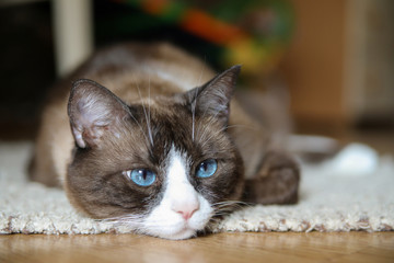 Fototapete bei efototapeten.de bestellen   