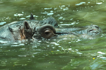 hippo in water