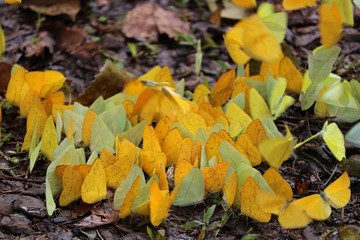 butterflies