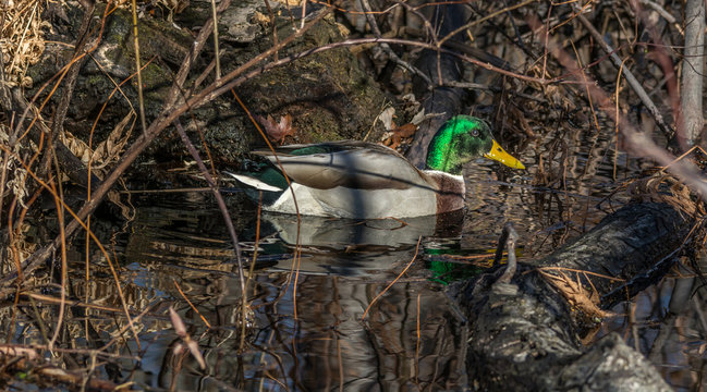 Mallard Hidding in a Floaded Wood, Tylee Marsh, Rosemere, Quebec, Canada