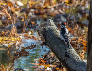  Downy Woodpecker  at Tylee Marsh, Rosemere, Quebec, Canada