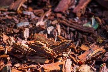 Rotten pieces of wood