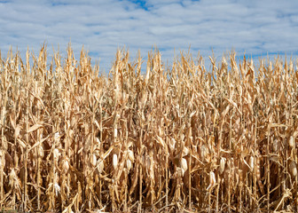 Corn Field