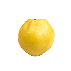 quince on white isolated