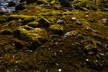 Glacial valley floor, Franz Joseph