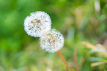 秋のタンポポ綿毛