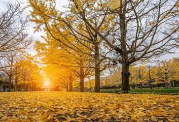 Ginkgo tree and leaves falling to the ground in Showa Kinen Park in Tokyo , Japan