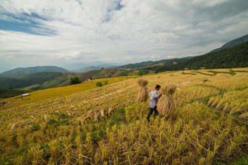 Fototapeta na wymiar The Asian farmer at golden rice filed is harvesting the rice during harvesting season. nature concept