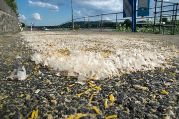 Rheinufer bei Königswinter, Leichenbildung bei Eintagsfliegen nach Hochzeitsschwarm