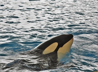 Fototapeta premium killer whale peeking out of the water