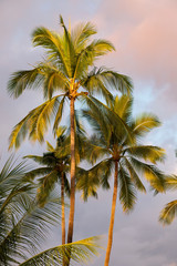 Fototapeta na wymiar Palm Trees, Puʻuhonua o Hōnaunau National Historical Park, Hawaii
