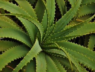 Fototapeta premium aloe vera natural, green with prickles