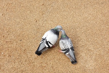 two blue doves kiss on the sandy shore