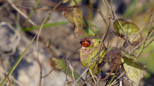 A ladybird crawling along the grass searches for its prey to eat it