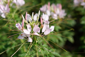 beautiful white flowers in garden