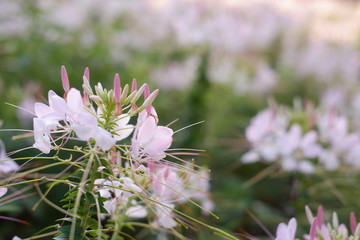 beautiful white flowers in garden