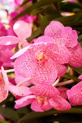 Obraz na płótnie Canvas beautiful orchid flower in nature