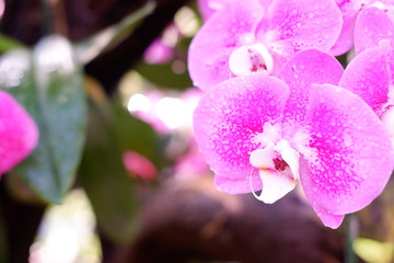close up orchid flower