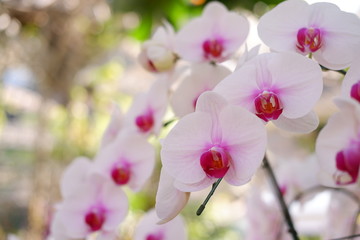 Naklejka na ściany i meble close up white orchid flower in nature background