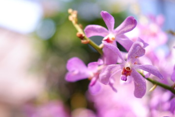 Fototapeta na wymiar close up orchid flower copy space