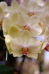 Fototapeta na wymiar close up orchid flower in garden