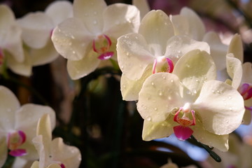 close up orchid flower in garden