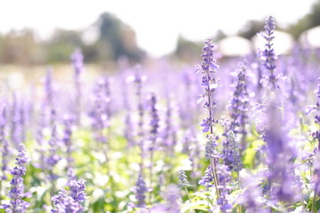 lavender garden background