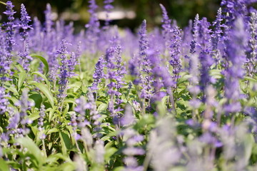 Obraz premium lavender garden background