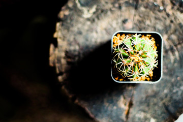 cactus top view in pot jar over old wooden texture background