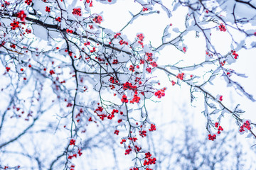 Frozen red rowan berries on a branch