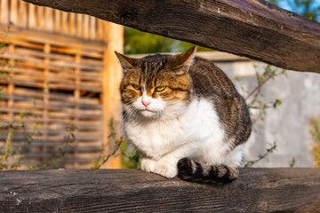 Large country cat napping on the fence at home